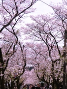 「杉の馬場」桜のトンネル…