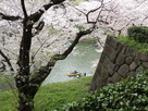 桜と石垣…江戸城千鳥ヶ淵…
