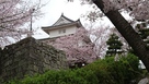 桜と丸亀城天守閣…