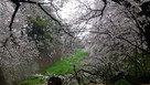 外堀の桜