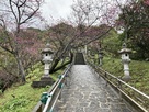 名護グスク　グスクに向かう階段と桜…