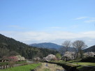朝倉館跡を囲む水堀沿いに咲く桜