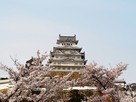 青空と姫路城と桜…