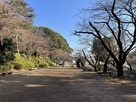 桜の馬場