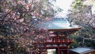 楼門と早咲きの桜…