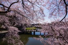 大手門の桜