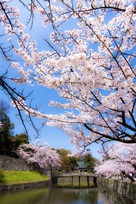 表門の桜