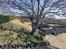 横須賀城跡の丸石石垣…
