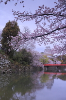桜撮影の定番スポット（早朝）…