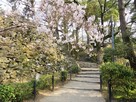 岡崎城石垣と桜…