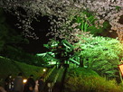 夜桜・高田城