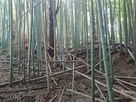 竹藪の中の土塁…
