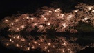 水堀に映る夜桜…