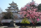 大垣城 天守と陽光桜…