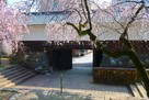 大垣城 東門と枝垂桜…