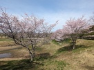 桜と守谷城址公園…