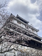 桜と岩国城