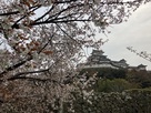 北側シロトピア記念公園の桜から天守をのぞ…