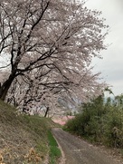見事な桜の名所…