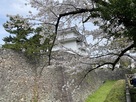 石垣と東南櫓と春桜…