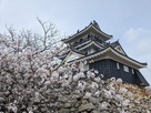 満開の桜と浜松城天守…