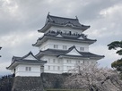 小田原城　天守閣と満開の桜…