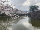 小田原城　満開の桜と堀…