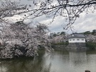 小田原城　満開の桜と隅櫓…