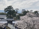 小田原城　三の丸ホールからの天守と桜…