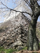 桜と亀山城 本丸多聞櫓…