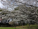 曲輪の桜