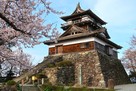 丸岡城と桜