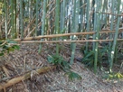 竹藪に遺る土塁