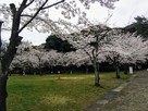 搦手口付近の満開の桜…