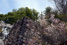 武田神社 石垣 (左近の桜)…