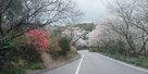 登城途中の桜並木…