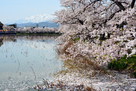 西堀の桜と妙高山…