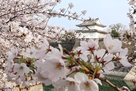 桜の六番櫓