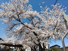 古館公園の桜