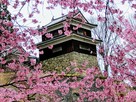 南櫓と桜