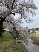 堀と土塁上の桜…