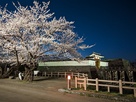 夜桜と一文字門…
