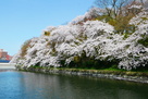 池の端壕の桜