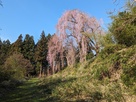 春日神社付近の枝垂れ桜…