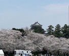 春の岡崎城