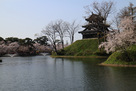 高田城三重櫓と桜…