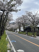 武田通りの桜並木…