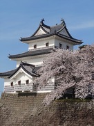 三階櫓と桜の共演…