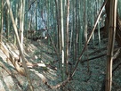 北側の竹藪にある堀切