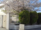 陣屋碑と桜